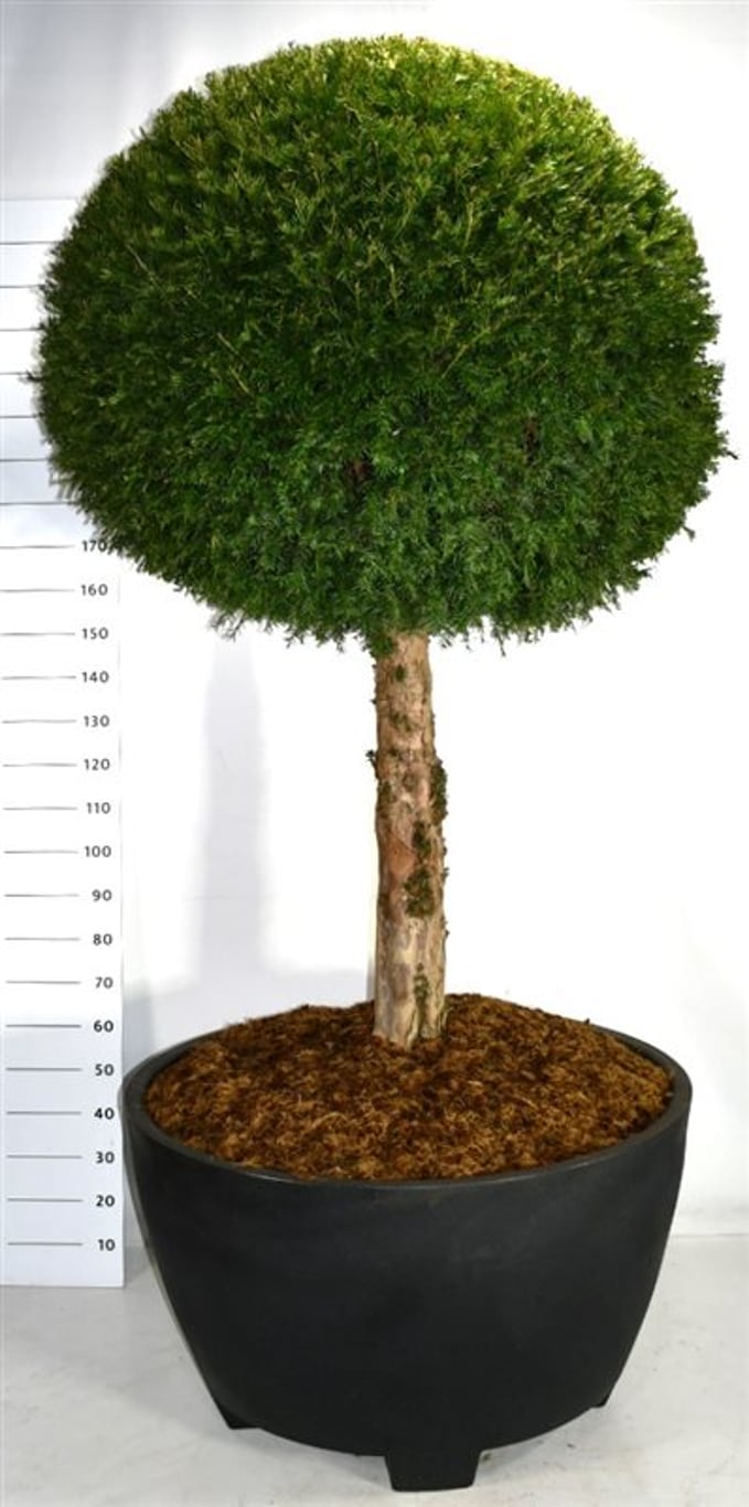 Taxus baccata - 90 CM Stem Cont.